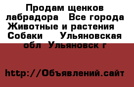 Продам щенков лабрадора - Все города Животные и растения » Собаки   . Ульяновская обл.,Ульяновск г.